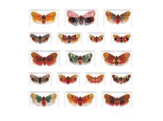 many different colored butterflies are arranged in rows on a white surface, each with one individual's own image