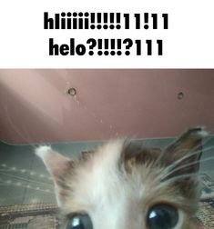 a cat looking up at the camera with caption that reads, hello 11?