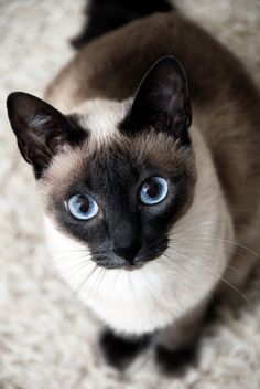 a siamese cat with blue eyes looking up