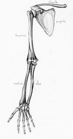 a diagram of the bones and muscles in a human body