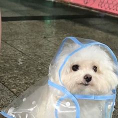 a small white dog wearing a plastic bag