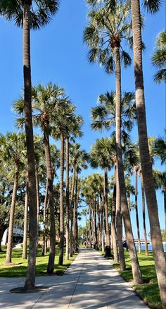 the palm trees are lined up on the sidewalk