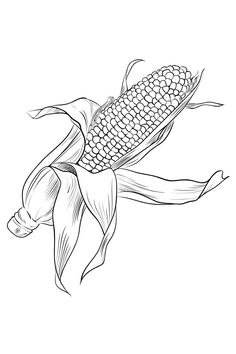 #Corn #Corn Sketch #sketch drawings #sketch #sketch drawing #sketches #sketching #sketch pencil #sketch pencils #sketched drawings #sketching drawing #sketches drawings #sketches drawing #sketch draw #sketches pencil #sketching pencils #sketches to draw #sketch to draw #sketch ideas #sketches easy #sketch book #sketches ideas #drawing #drawing ideas #drawings #draw #drawing tutorial #drawing easy #drawings ideas #drawing art #drawing faces #drawing Corn Sketch, Easy Drawings Ideas, Sketches To Draw, Corn Drawing, Book Sketches, Faces Drawing, Sketches Drawing, Sketches Ideas, Pencil Sketching