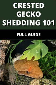 the crested gecko shedding 101 full guide is in front of some green plants