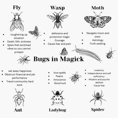 Bugs Spiritual Meaning, Flies In Witchcraft, Moths And Their Meanings, Insect Tattoo Meaning, Stink Bug Spiritual Meaning, Native Witchcraft, Things To Add To Your Grimoire, Butterfly Witchcraft, Spiders Witchcraft