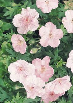 pink flowers are blooming in the garden