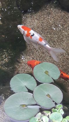 an orange and white fish swimming next to lily pads