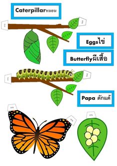 the life cycle of a butterfly on a tree branch with labels in different languages and pictures