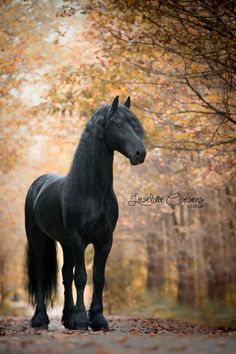 Black Horse, Forest, Black