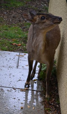 a small deer standing next to a cement wall on a sidewalk in front of grass and trees