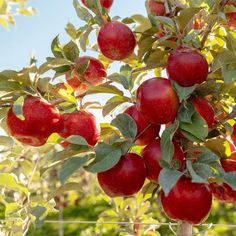 an apple tree filled with lots of red apples