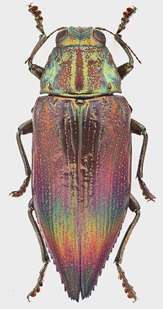 a colorful beetle with long legs and large antennae