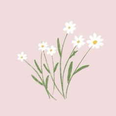 some white daisies on a pink background