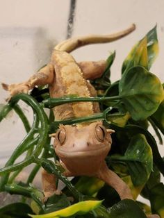 a gecko sitting on top of a green plant