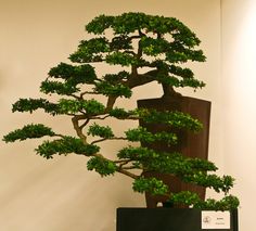 a bonsai tree sitting on top of a wooden table next to a sign that says,