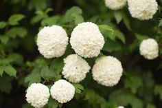 white flowers with green leaves in the background