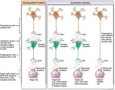 Parasympathetic Vs Sympathetic, Pharyngeal Arches Mnemonic, Autonomic Nervous System Notes, Parasympathetic And Sympathetic Nervous System, Pharmacology Autonomic Nervous System, Endocrine Pathophysiology, Adrenal Glands, Autonomic Nervous System, Neurology