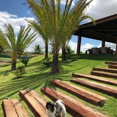 a dog is standing on some wooden steps