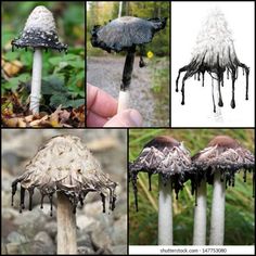 several pictures of different types of mushrooms in the forest, with black and white paint dripping from them