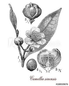 an illustration of the flowers and leaves of camelia sineris, vintage engraving