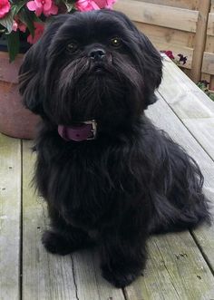 a small black dog sitting on top of a wooden deck next to flowers and potted plants