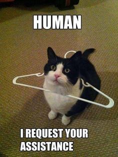 a black and white cat sitting on top of a floor next to a sign that says, human i request your assistance