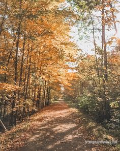 a dirt road surrounded by trees with yellow leaves