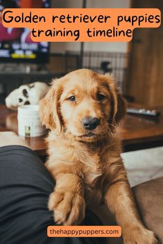 One thing can be said for certain. The golden retriever puppies are one of the cutest you will see. Because of this, they are in high demand amongst dog guardians. Whether you are thinking to get a golden retriever puppy or already have one, this post is for you. #goldenretriever #dogtraining #dogtrainingtips #thehappypuppers #dogs #dogbreed Puppy Temperament Test, Golden Retriever Puppy Essentials, 5 Month Old Golden Retriever, Golden Retriever Tricks, Golden Retriever Toys, Golden Retriever Puppy Must Haves, English Cream Golden Retriever Aesthetic