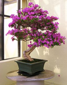 a bonsai tree with purple flowers in a green pot on a table next to a window