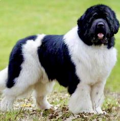 a black and white dog standing in the grass