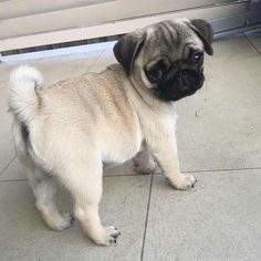 a small pug dog is standing on the floor