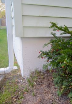 a bush with red berries in front of a house