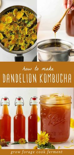 how to make dandelion kombucha - grow forage cook ferment