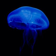 a blue jellyfish in the dark with its head turned to look like it is floating