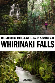 the stunning forest, waterfalls and canyon at whirrnaki falls in new zealand