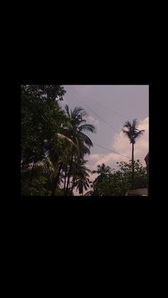 palm trees and power lines against a cloudy sky