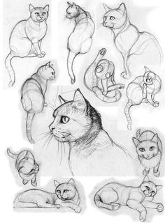 several different types of cats are shown in this drawing