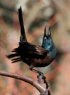 a blue and black bird with its beak open on a tree branch in the sun