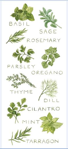 an illustration of herbs and their names in green ink on white paper with the words basil sage rosemary parsley oregano thyold cilantro mint tarragon