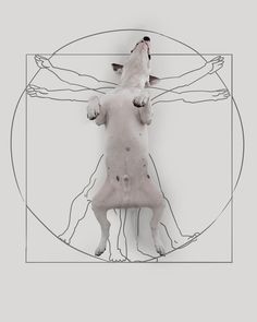 a drawing of a dog with its head in the center of it's body