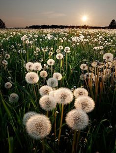 a field full of dandelions with the sun setting in the distance behind them