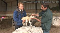 two men are holding sheep in their hands