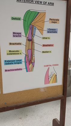 a sign showing muscles labeled in different colors and names on the side of a wall