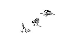 three black and white birds flying in the sky with their wings spread out to catch food