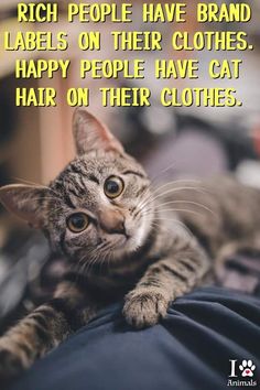 a cat laying on top of a person's lap with the caption, rich people have brand labels on their clothes happy people have cat hair on their clothes