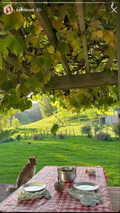 a dog sitting at a picnic table with food on it and looking out into the distance