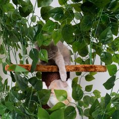 a cat sitting on top of a tree branch in the middle of some leaves and greenery