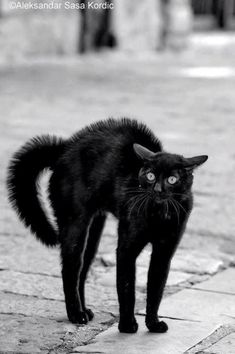 a black cat standing on top of a sidewalk