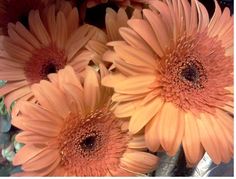 some pretty orange flowers in a glass vase