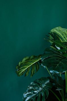 sdark emerald green aesthetic Olive Green Wallpaper, Frühling Wallpaper, Wallpaper Estetika, Plant Background, Dark Green Aesthetic, Plant Wallpaper, Spring Wallpaper, Plant Aesthetic, Macbook Wallpaper